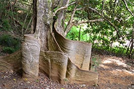 山原自然文化巡禮