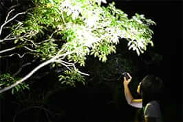 山原夜間自然觀察
